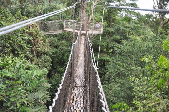 Caminho e plataformas sobre a copa das árvores. na reserva de Iwokrama, na Guiana